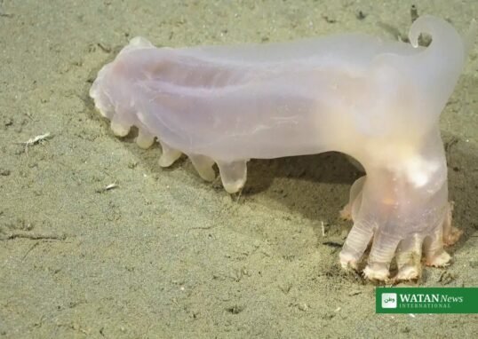 Loki the sea cucumber, a pale deep-sea sea cucumber with horn-like appendages, on the seabed of Argentina's Mar del Plata Canyon