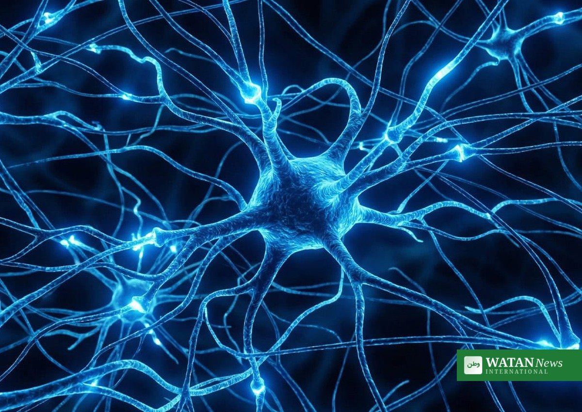 Blue light switching nerve cells on and off — optogenetics, the 2026 Nobel Prize in Medicine discovery