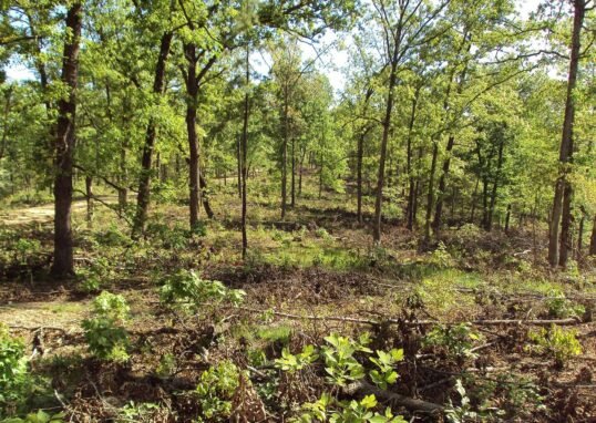 Forest restoration thinning with understory removal in the Missouri Pine-Oak Woodland Restoration Project at Mark Twain National Forest, Missouri