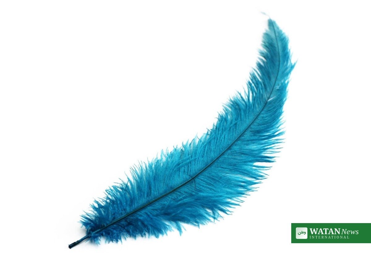 Strudsefjer til modebrug – Blood Feathers rapporten afslører dyremishandling i modebranchen