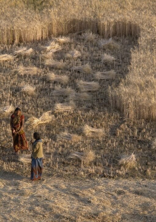 Wheat harvest in a golden field