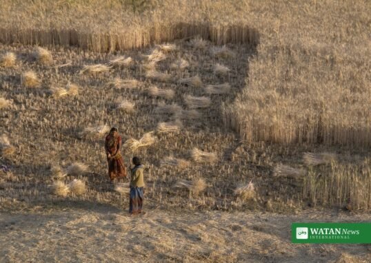 Wheat harvest in a golden field