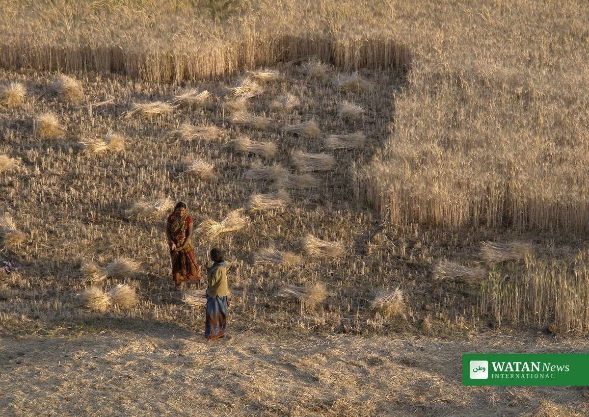 Wheat harvest in a golden field